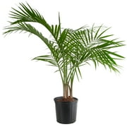 Costa Farms 32-36" Tall Majesty Palm, Bright Indirect Sunlight, Indoor Live House Plants, Grow Pot