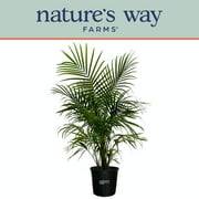Nature s Way Farms Majesty Palm Live Plant (25-30 inches tall) in growers pot