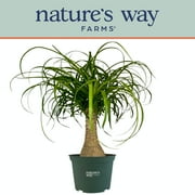 Nature s Way Farms Ponytail Palm Live Plant (8-15 inches tall) in growers pot